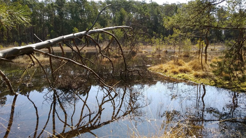 Národní přírodní památka Swamp u Máchova jezera