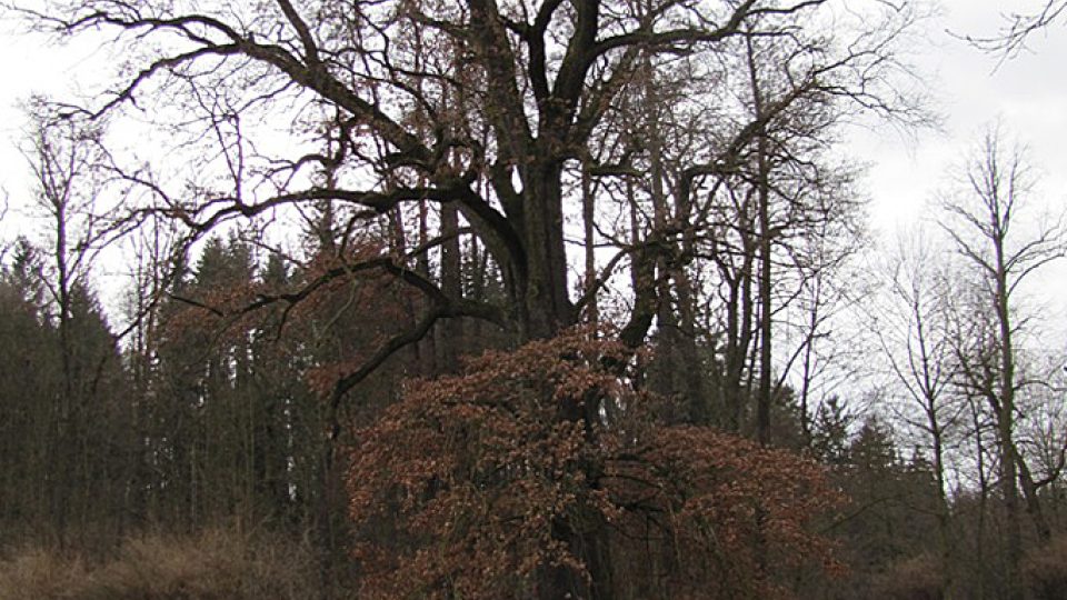 V podobných stromech žije Páchník hnědý 