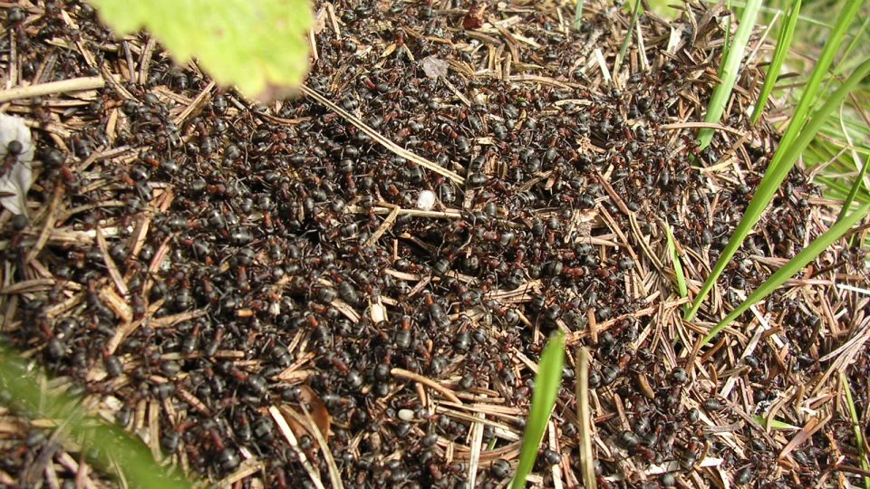 Mravenci, mravenec, mraveniště