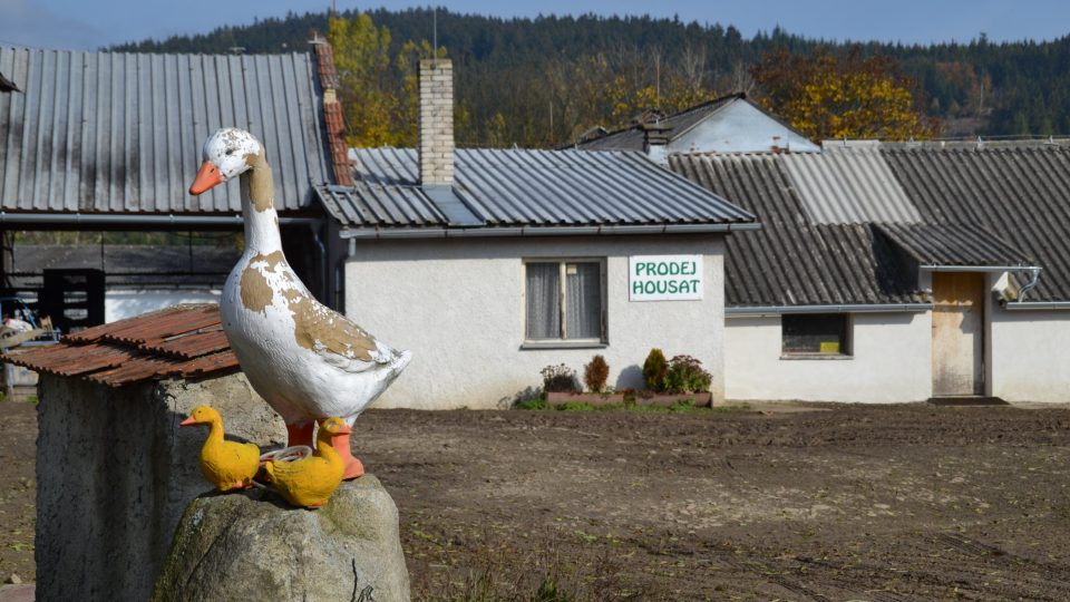 Na farmě v Rohozné u Jihlavy se chová husa z českého šlechtění