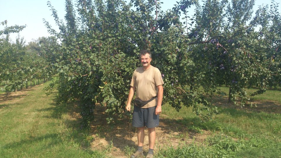 Ovocnář Jaroslav Nevole ze Svinčan doufá, že se i staré a kvaltiní odrůdy  švestek  dostanou na pulty supermarketů