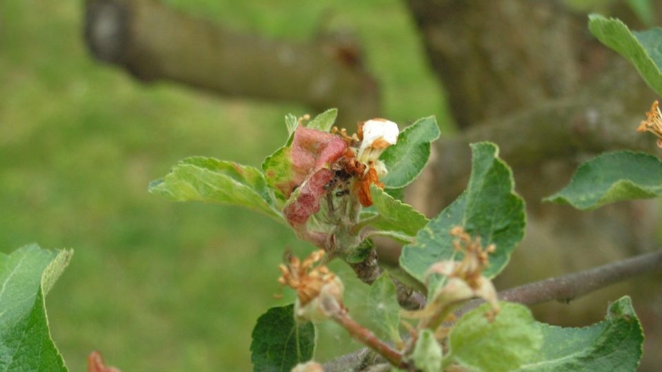 Jabloňové listy poškozené mšicí (červené skvrny) a pasoucí se mravenci