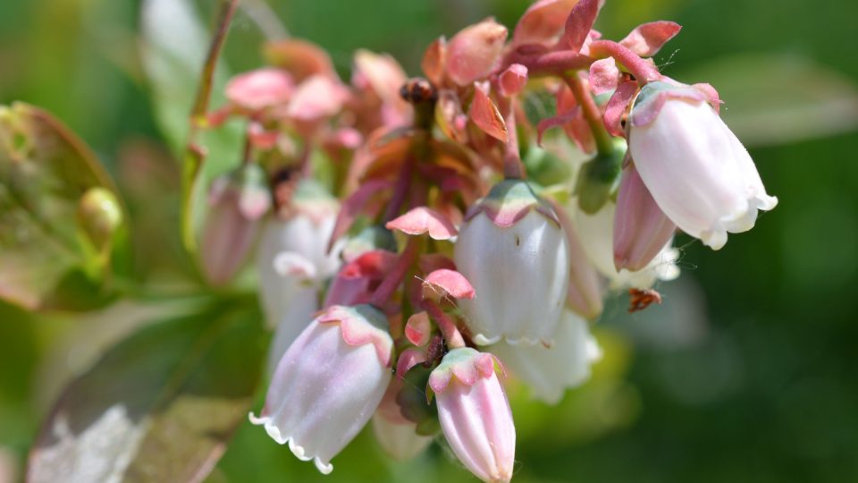 Květy kanadských borůvek