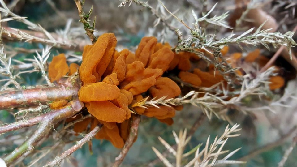 Oranžová houba rez hrušňová na větvičce jalovce čínského.jpg