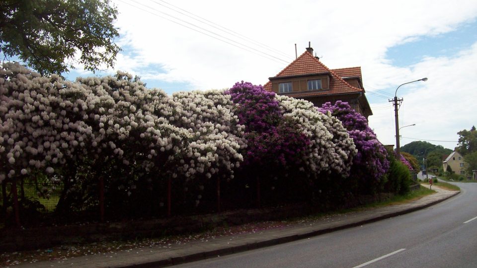 Rododendrony Česká Kamenice