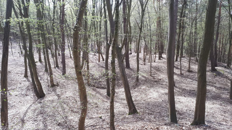 Dnes je tu zdravý les, ale v půdě pod ním najdete 420 tisíc tun kalu
