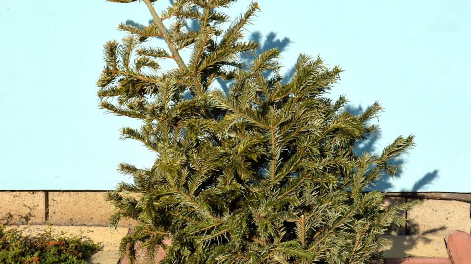 Popel ze spáleného vánočního stromku lze použit jako hnojivo v zahradě