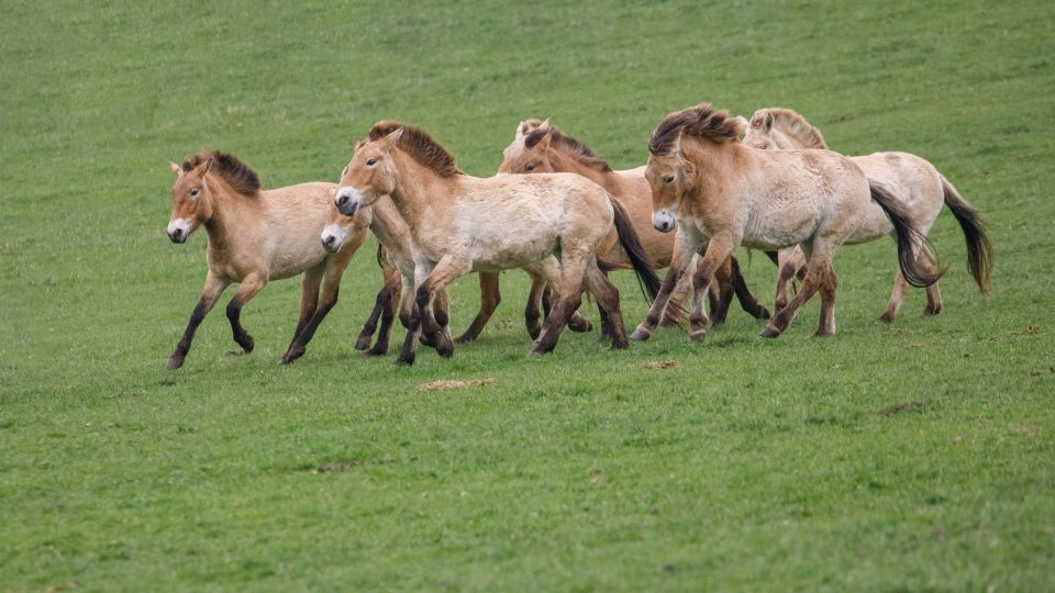 Stádo koní v Dolním Dobřejově