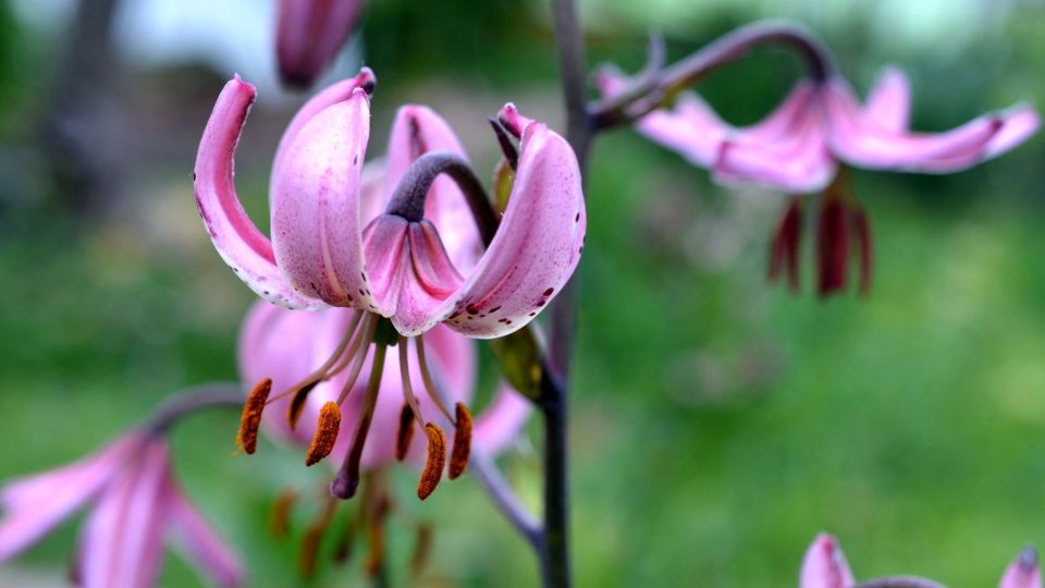 Květy různých druhů a odrůd lilií mohou rozkvétat od května až do října