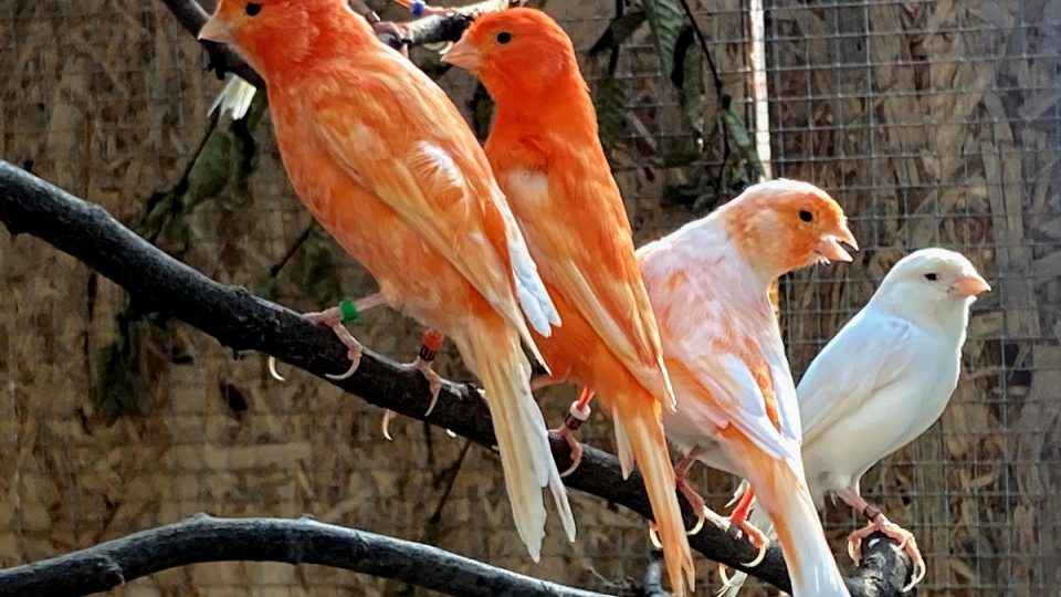 84. výstava exotického ptactva v Praze na Slupi
