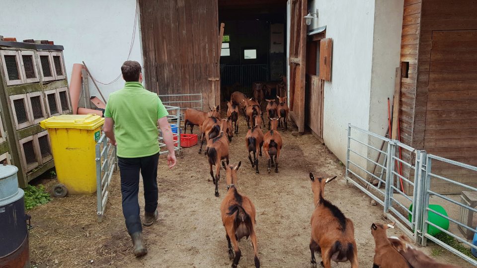Kozí farma v Olešence