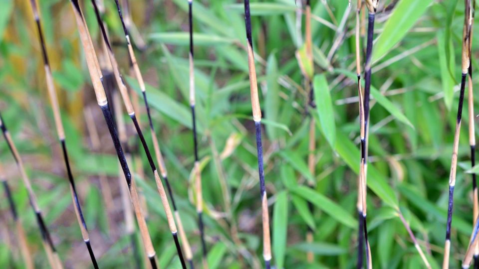 Fargesia nitida Pillar, odolná nová generace  bambusů