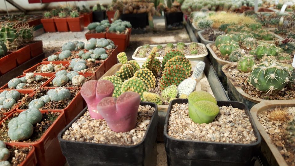 Svět kaktusů je neuvěřitelně pestrý a různorodý