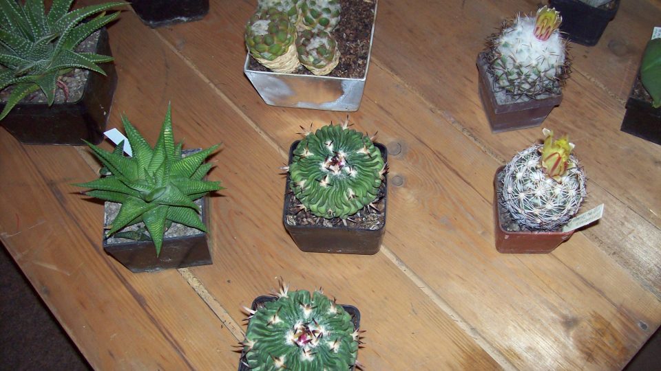 Kaktusy a sukulenty