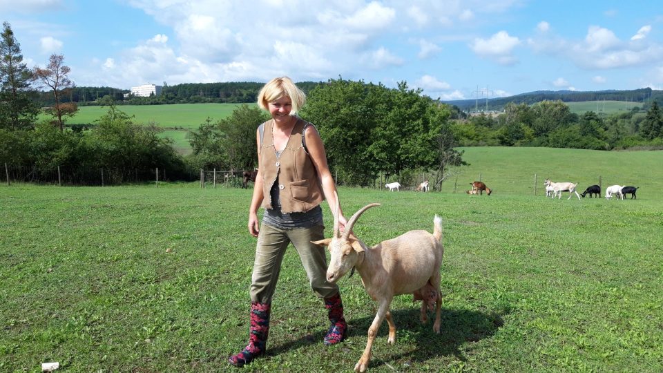 Farmářka Klára Kaiserová každý den ručně podojí 12 koz. Koza Rozina už ví, kam na dojení zamířit