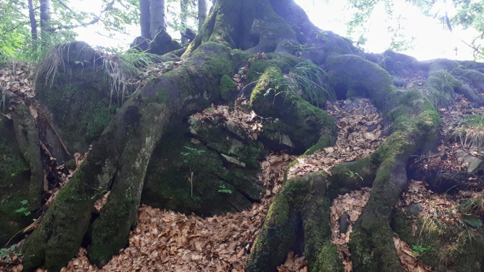 Kořeny stromů si se skalnatým terénem hravě poradí