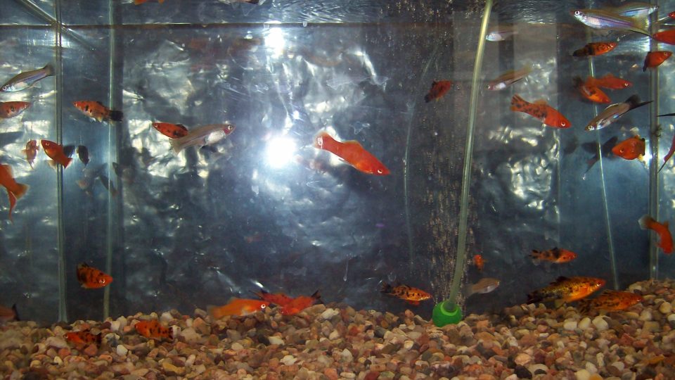 Rybičky - osázené akvárium