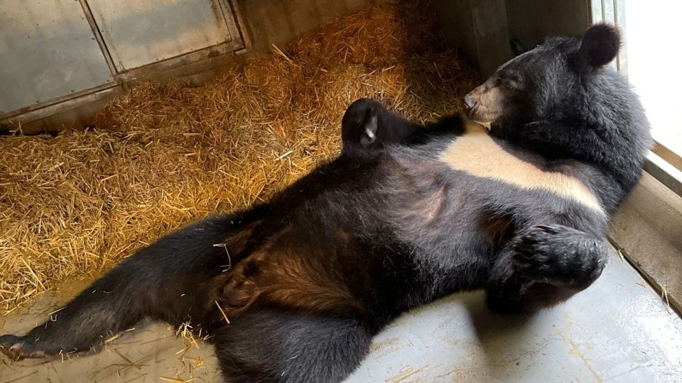 Medvědi po zimním odpočinku potřebují klid na jarní „rozjezd“ - samec Balu