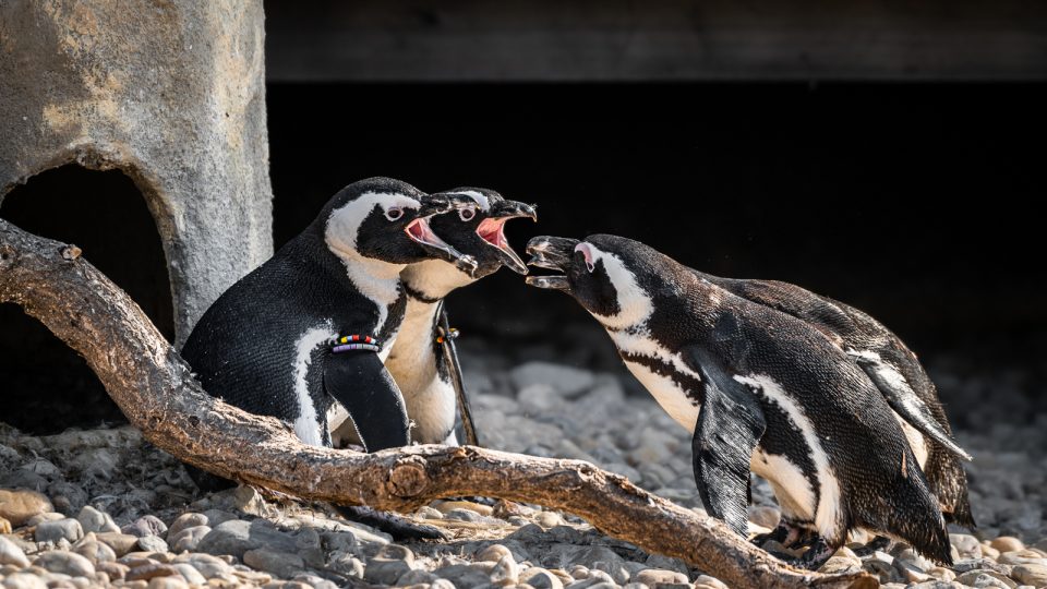 Safari Park Dvůr Králové - tučňáci brýloví