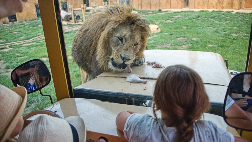 Návštěvníci mohou pozorovat krmení lvů zblízka