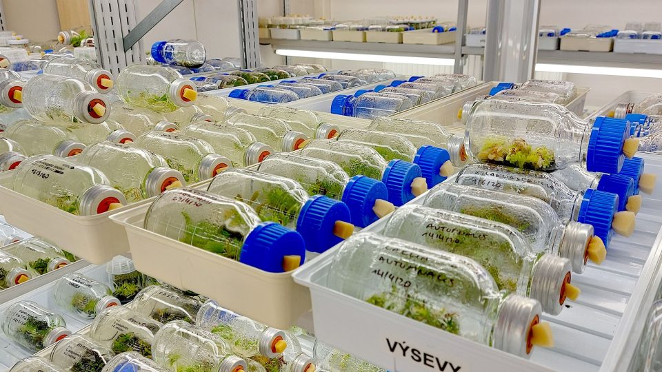 Desítky a stovky rostlinek v laboratoři