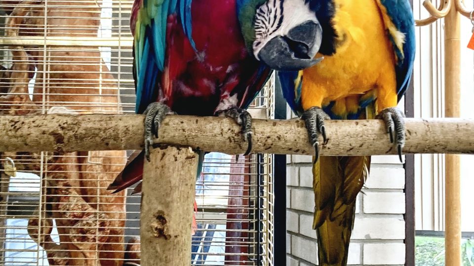 Mezi zachráněnými papoušky jsou i velké ary