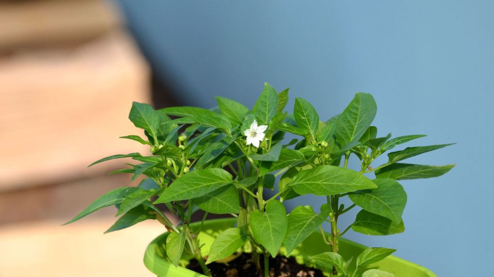 Ze semínek můžete vypěstovat okrasné papričky