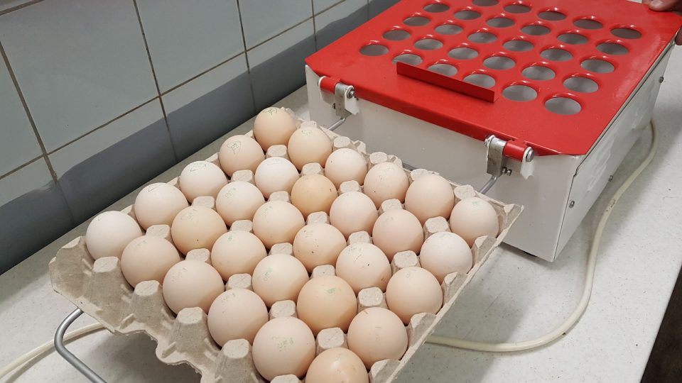 Protříděná vejce jdou do prosvětlovače