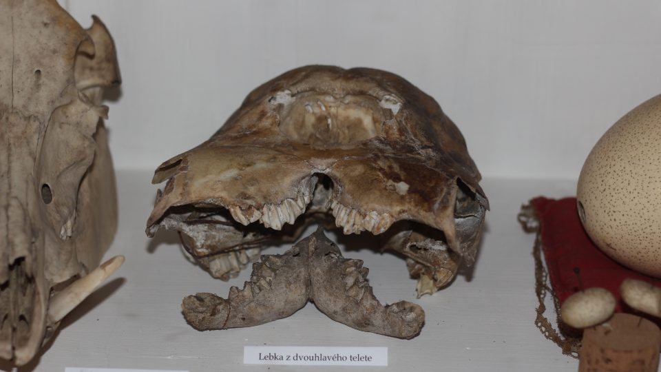Lebka dvouhlavého telete