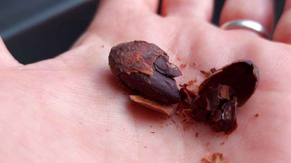 Pražený kakaový bob lze jíst i se slupkou