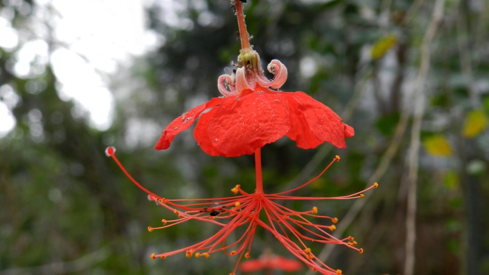 Hibiscus grandidieri.jpg