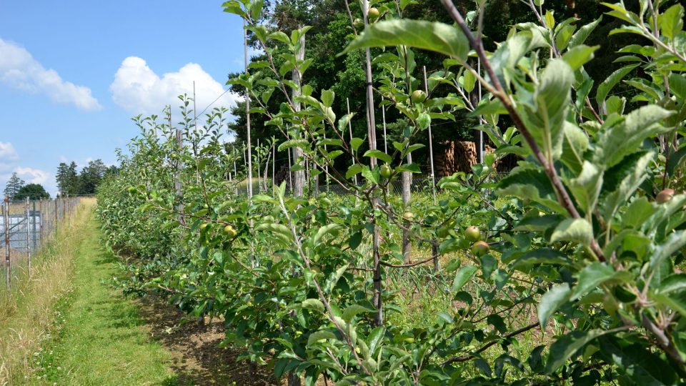 Pěstuje více než stovku odrůd jabloní
