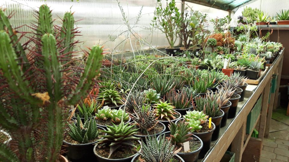 Kaktusář Vladimír Ježek si postavil malou botanickou zahradu, kde panuje neuvěřitelný pořádek. Všechno má svůj řád 