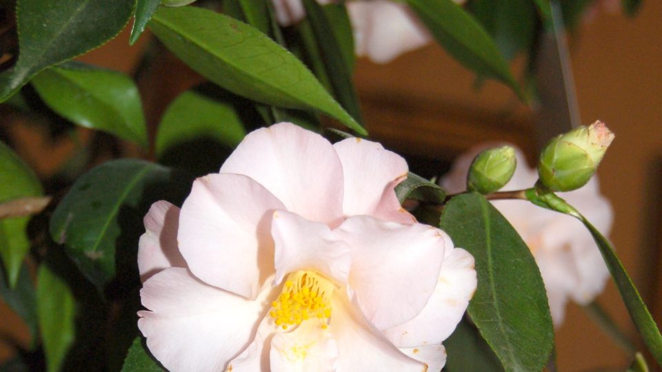 Jemně růžový, poloplný květ se zvlněnými plátky, Camellia magnoliaeflora 