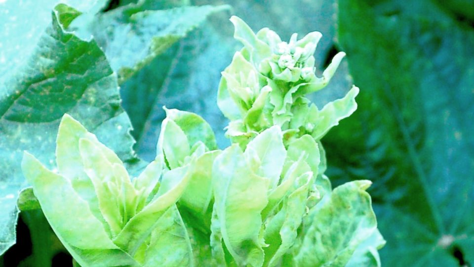 Květenství na salátu