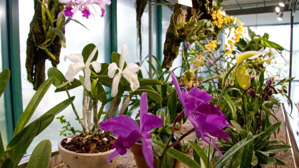 Orchideje v horním patře pavilonu B