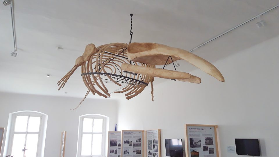 Největším exponátem je v Malešově kostra velryby - foto Bára Kvapilová.jpg