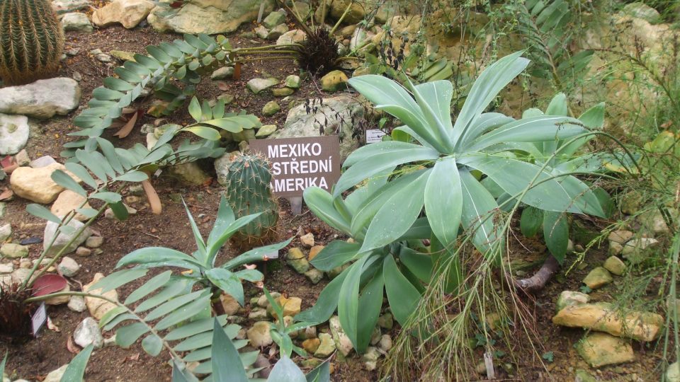 Rostliny Mexika a Stř. Ameriky
