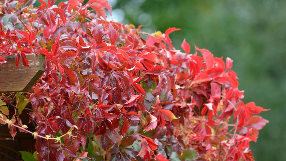 Přísavník pětilistý se na podzim zbarví do červena