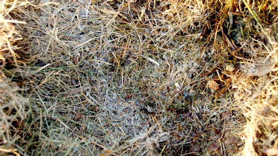 Vysoká vrstva čerstvé trávy v kompostu uvnitř plesniví, zahnívá