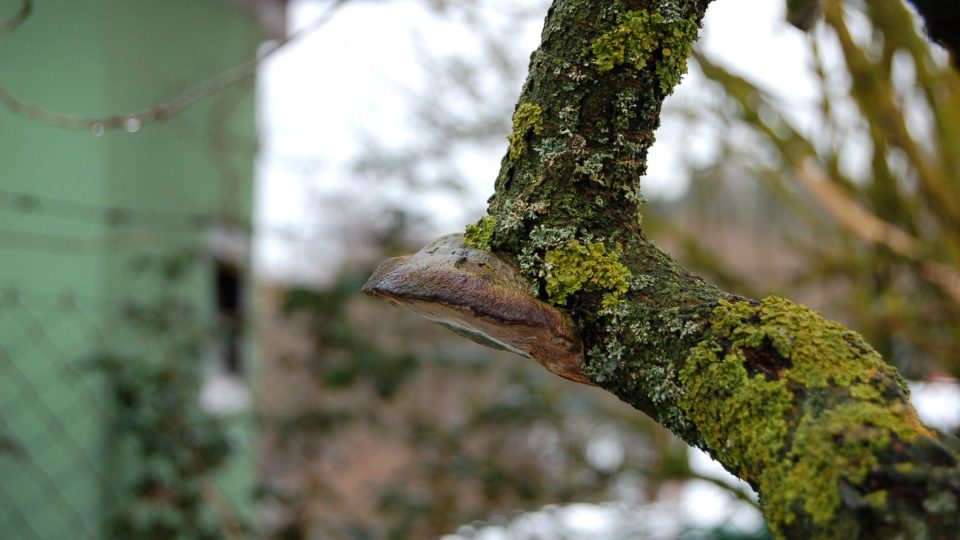Větev višně s plodnicí dřevokazné houby, některého z tzv. chorošů