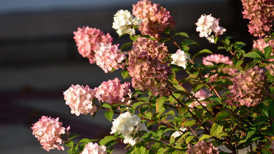 Latnatá hortenzie (Magical Flame) zdobí zahradu svými květy na podzim i v zimě