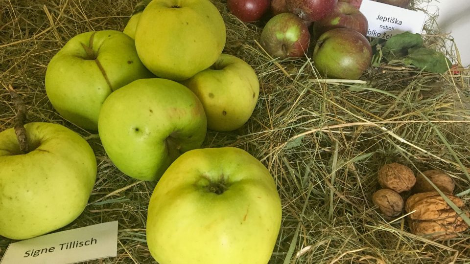 Jeptiška neboli jablko Železné a Signe Tillisch