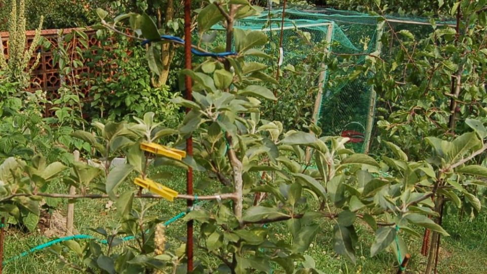 Zkrácení kolmo rostoucího výhonu u jabloně na čtyři očka (horní kolík), na konci srpna na dvě (dolní kolík) - vytvoří se na nich základy květů