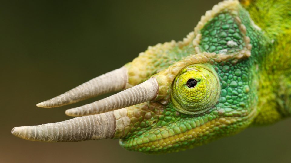 Chameleon třírohý