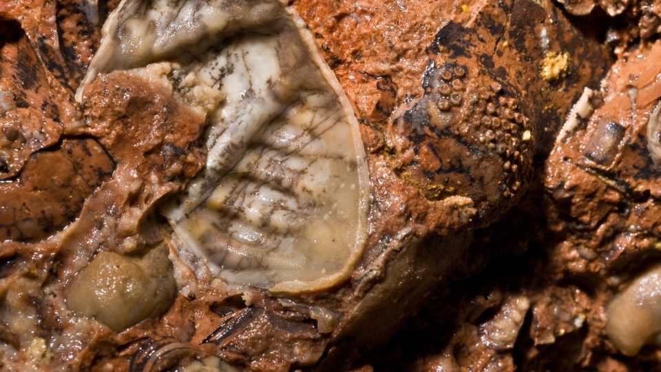 Svrchní patro zvané Mincovna zdobí trilobit Phacops major
