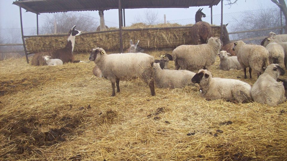 Ovce jako živá sekačka na trávu