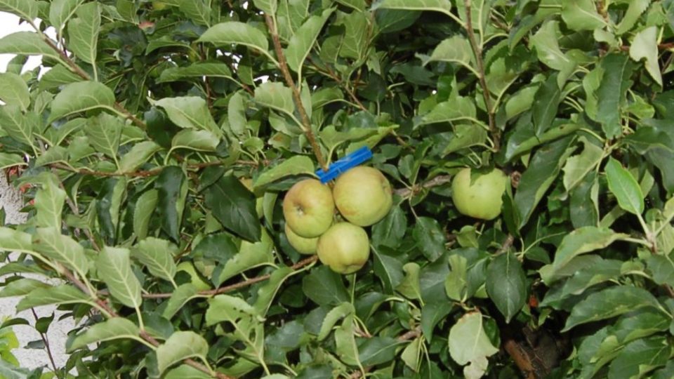 Odstranění výhonu jabloně rostoucího v nevhodném úhlu (červenec)