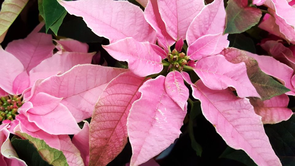 Vánoční hvězda s něžně růžovými listeny