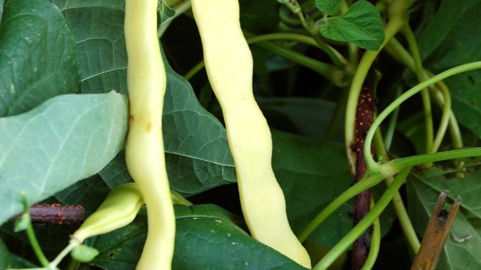 Fazol obecný pnoucí - žlutoluská odrůda
